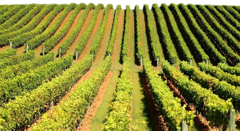 Oficiul Naţional al Viei şi Vinului a lansat Registrul vitivinicol